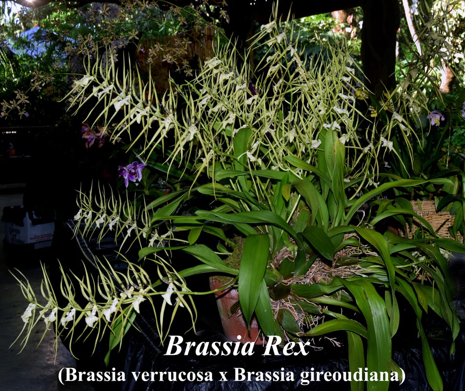 Brassia Rex 4-inch pot in bloom